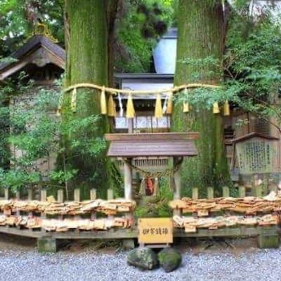 高千穂神社の夫婦杉